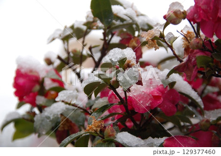 花に降り積もる雪 129377460