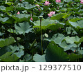 親沢池親水公園のハス池のハスの花 129377510