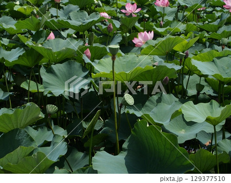 親沢池親水公園のハス池のハスの花 親沢池親水公園のハス池のハスの花 129377510