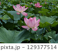 親沢池親水公園のハス池のハスの花 129377514