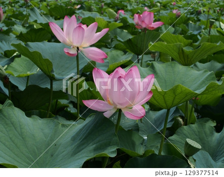 親沢池親水公園のハス池のハスの花 129377514