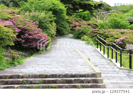 ツツジが咲く遊歩道 129377541