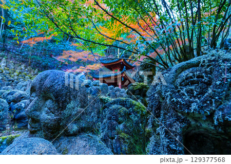 京都　愛宕念仏寺の秋 129377568