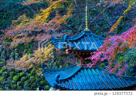 京都 愛宕念仏寺の秋 京都 愛宕念仏寺の秋 129377572