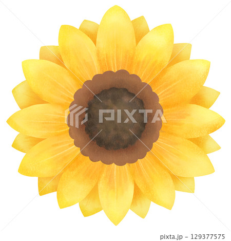 一輪の向日葵のイラスト 129377575