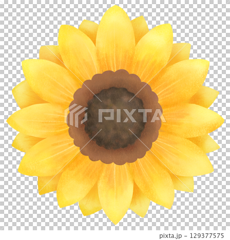 一輪の向日葵のイラスト 129377575
