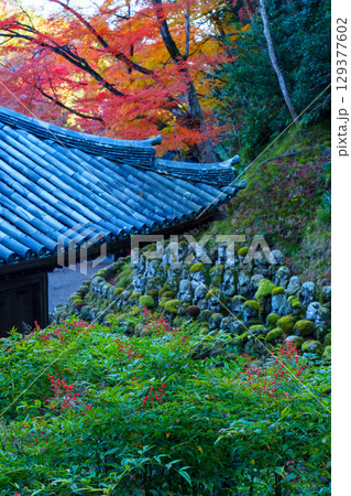 京都　愛宕念仏寺の秋 129377602