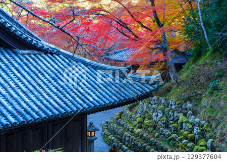 京都 愛宕念仏寺の秋 京都 愛宕念仏寺の秋 129377604
