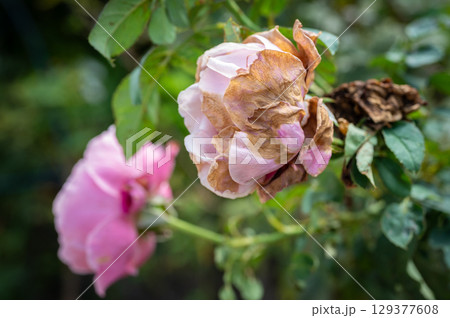 Roses flower having sunburn damaged. Rose flowers get sunburned due to being exposed to too much sunlight which makes them vulnerable to fire. 129377608