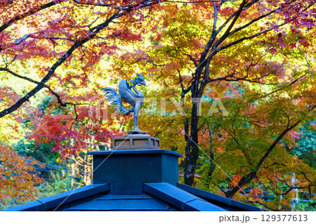 紅葉に包まれた愛宕念仏寺 129377613