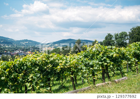 Lush green vineyard rows grow near a house with red-tiled roofs surrounded by tall trees. Craft wine, local winemakers, micro-wineries, rural entrepreneurship Lush green vineyard rows grow near a house with red-tiled roofs surrounded by tall trees. Craft wine, local winemakers, micro-wineries, rural entrepreneurship 129377692