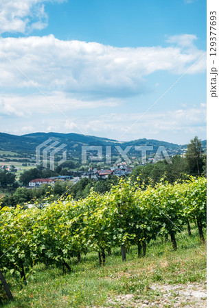 Vineyard rows on a hillside overlooking a small town with mountains in the background. Organic farming, local food systems, farm-to-table, sustainable supply chains 129377693
