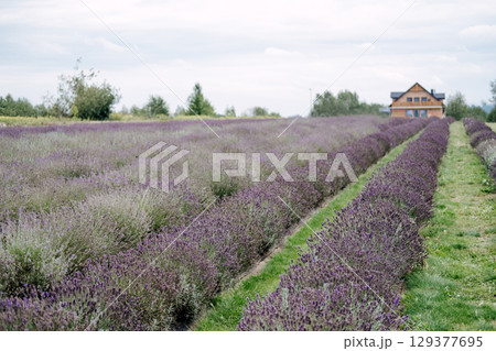 A wide lavender field stretches toward a wooden farmhouse under a soft cloudy sky in a rural landscape. Lavender field walks, nature escape, rural travel, botanical experiences... 129377695
