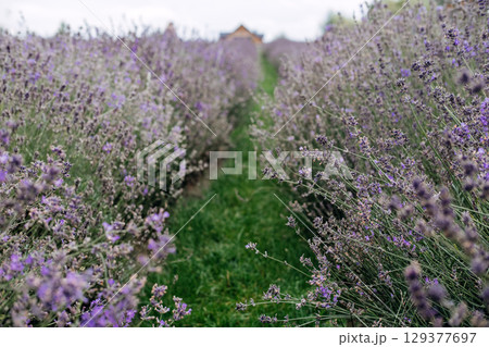 A narrow green path cuts through rows of blooming lavender leading toward a wooden house in the distance. Lavender field walks, rural travel, summer tourism, botanical experiences... A narrow green path cuts through rows of blooming lavender leading toward a wooden house in the distance. Lavender field walks, rural travel, summer tourism, botanical experiences... 129377697