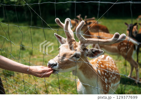 Deer being hand-fed through a wire fence by a person wearing a smartwatch in an outdoor setting. Outdoor education, family eco-tourism, interactive learning, responsible animal feeding 129377699