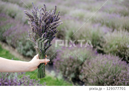 A person holds a fresh bundle of lavender over a blurred purple field background. Lavender therapy, calming bouquet, sensory routine, holistic wellness... 129377701
