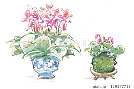 観葉植物・シクラメンの鉢と苔玉 129377711