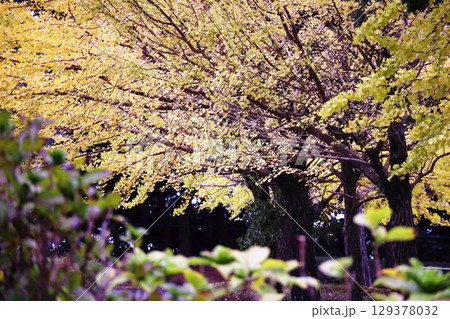 黄葉したイチョウ 黄葉したイチョウ 129378032