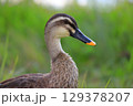 カモの想い 129378207