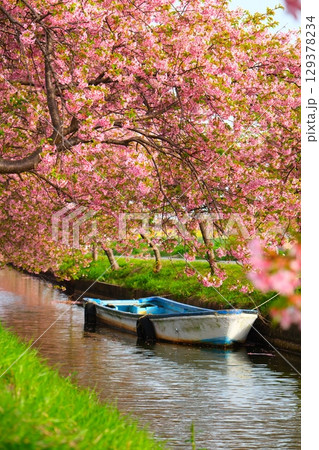 笠松町の河津桜ロード 笠松町の河津桜ロード 129378234