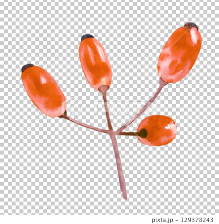 Hand-drawn barberry berries. Red berries isolated on a white background. Watercolour. Hand-drawn barberry berries. Red berries isolated on a white background. Watercolour. 129378243