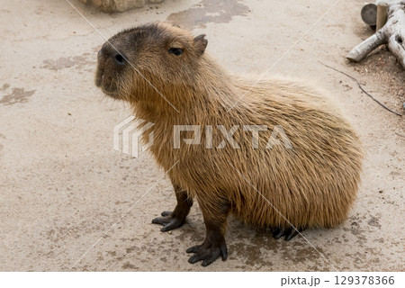 リラックスするカピバラ 129378366