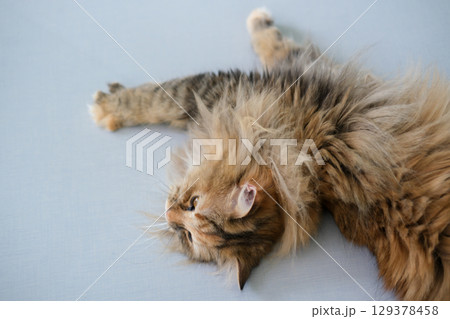 Cute fluffy white cat lying on the floor with funny pose. Mixed breed cat between Maine Coon and Scottish Fold. Cute fluffy white cat lying on the floor with funny pose. Mixed breed cat between Maine Coon and Scottish Fold. 129378458