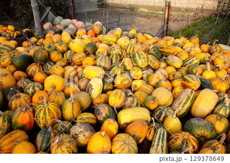 a Harvest scene on a farm, with many pumpkins and squash. The vibrant yellow and orange colors of the seasonal gourds stand out against a blurred background a Harvest scene on a farm, with many pumpkins and squash. The vibrant yellow and orange colors of the seasonal gourds stand out against a blurred background 129378649