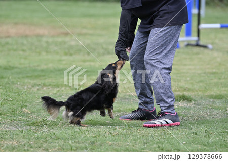 ドッグランで遊ぶ女性とダックス 129378666