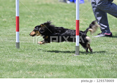 勢いよく駆け抜けるハンドラーとダックス スラローム ドッグスポーツ ドッグアジリティ ドッグスクール 勢いよく駆け抜けるハンドラーとダックス スラローム ドッグスポーツ ドッグアジリティ ドッグスクール 129378669