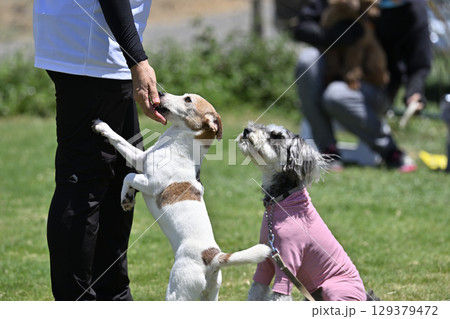 ドッグランで遊ぶ犬たち (ジャックラッセル・ミニシュナ) ドッグランで遊ぶ犬たち (ジャックラッセル・ミニシュナ) 129379472
