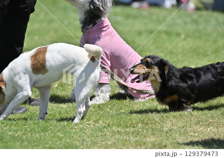 ドッグランで遊ぶ犬たち (ダックス) ドッグランで遊ぶ犬たち (ダックス) 129379473