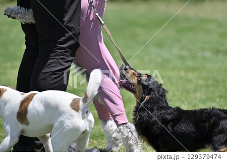 ドッグランで遊ぶ犬たち　（ダックス） 129379474