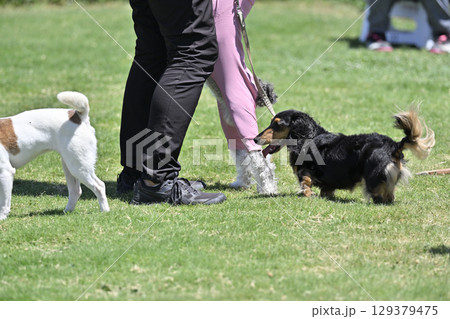 ドッグランで遊ぶ犬たち　（ダックス） 129379475
