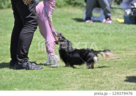 ドッグランで遊ぶ犬たち　（ダックス） 129379476