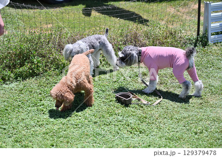 ドッグランで遊ぶ犬たち　（ミニシュナ・トイプー） 129379478