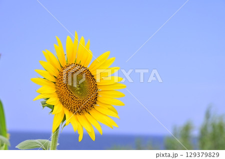長島長崎鼻のひまわり畑 129379829