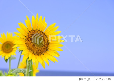 長島長崎鼻のひまわり畑 129379830