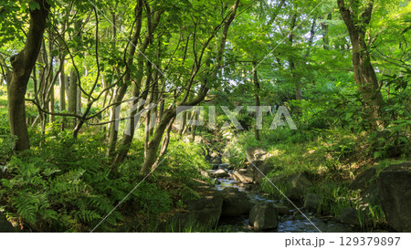 北の丸公園の夏　 129379897