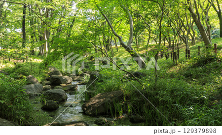 北の丸公園の夏　 129379898
