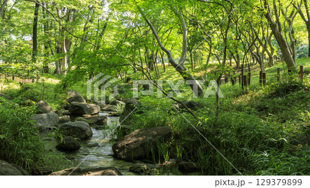 北の丸公園の夏 北の丸公園の夏 129379899
