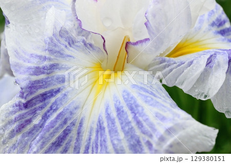 雨に濡れた花菖蒲の花芯 2 雨に濡れた花菖蒲の花芯 2 129380151