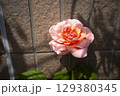 咲いたピンクのバラ 129380345
