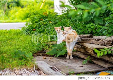 ザ・ワイルドキャッツ～夏の日の猫たち～ 129380425