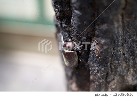 木に止まるカブトムシ 木に止まるカブトムシ 129380616