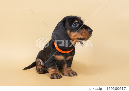 small wire-haired dachshund puppy on a light background. Portrait of dog. small wire-haired dachshund puppy on a light background. Portrait of dog. 129380617