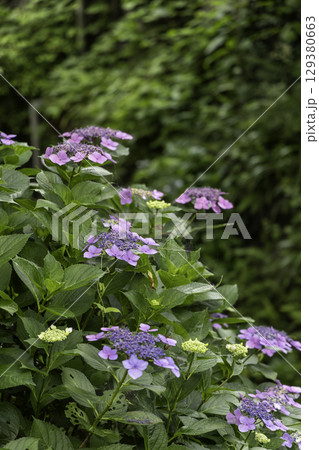 額紫陽花の花と緑の葉 夏の自然風景 額紫陽花の花と緑の葉 夏の自然風景 129380663