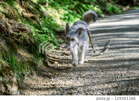 Happy dog walking on forest trail on a sunny day 129381166