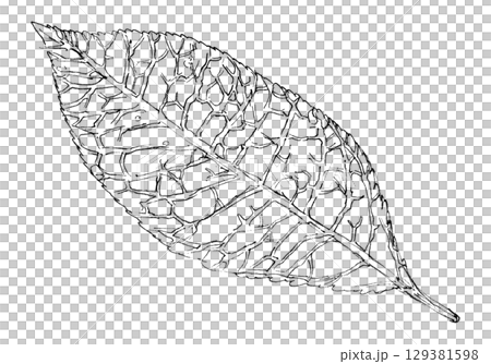 Zelkova 129381598
