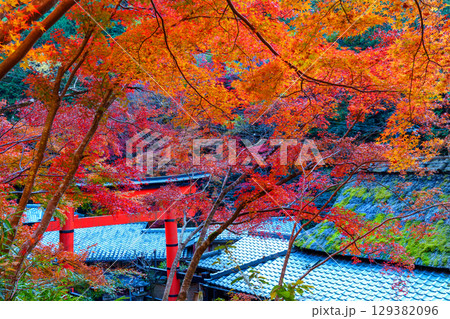 鮮やかな紅葉の奥嵯峨　鳥居本 129382096